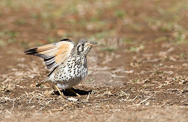 Groundscraper Thrush (Turdus litsitsirupa) standing on the ground in a safari camp in Kruger National Park in South Africa. Stretching wings. stock-image by Agami/Marc Guyt,