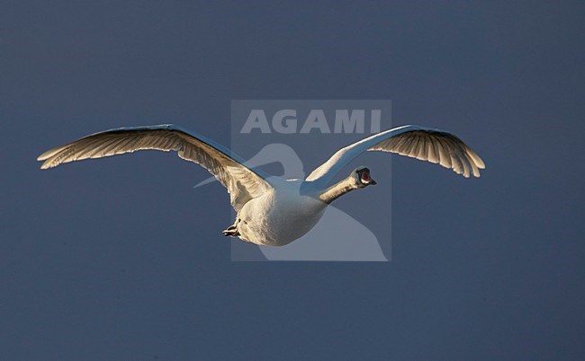 Knobbelzwaan in de vlucht; Mute swan in flight stock-image by Agami/Markus Varesvuo,