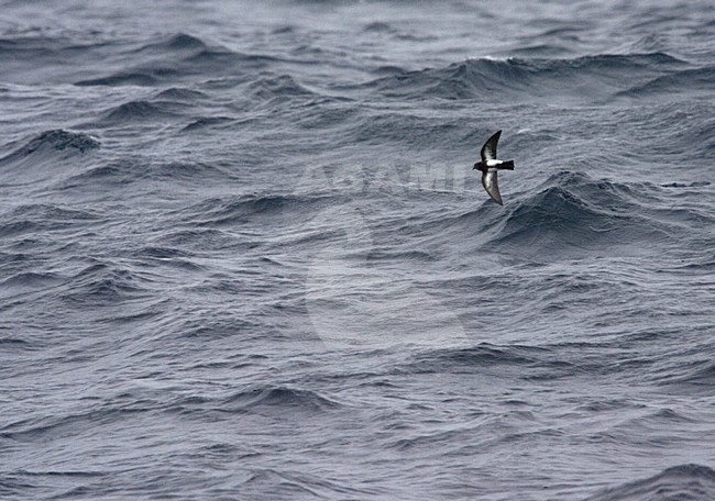 Black-bellied Storm-petrel flying over the ocean stock-image by Agami/Marc Guyt,