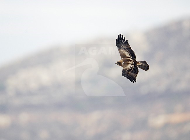 Lichte vorm Dwergarend in vlucht; Pale morph Booted Eagle in flight stock-image by Agami/Markus Varesvuo,