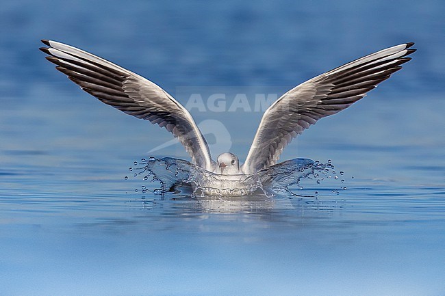 Common Black-headed Gull, Croicocephalus ridibundus, in Italy. stock-image by Agami/Daniele Occhiato,