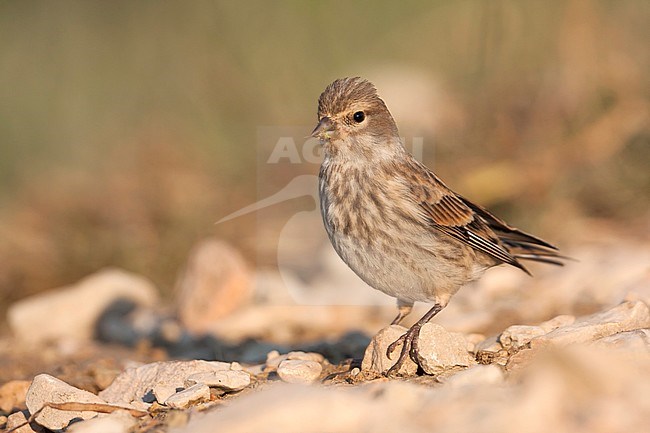 Linnet - BluthÃ¤nfling - Carduelis cannabina ssp. mediterranea, Croatia, 1st cy stock-image by Agami/Ralph Martin,