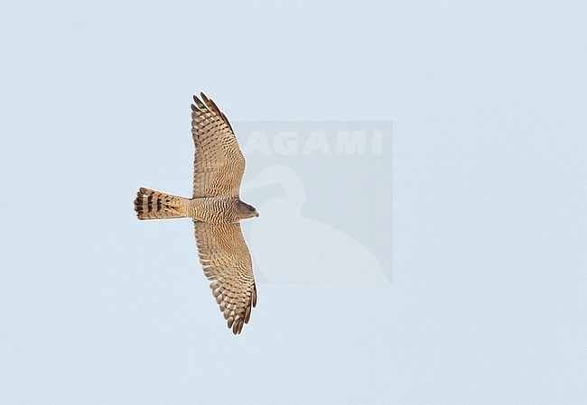 Balkansperwer vrouwtje in vlucht, Levant Sparrowhawk (Accipiter brevipes) adult female in flight stock-image by Agami/Dick Forsman,