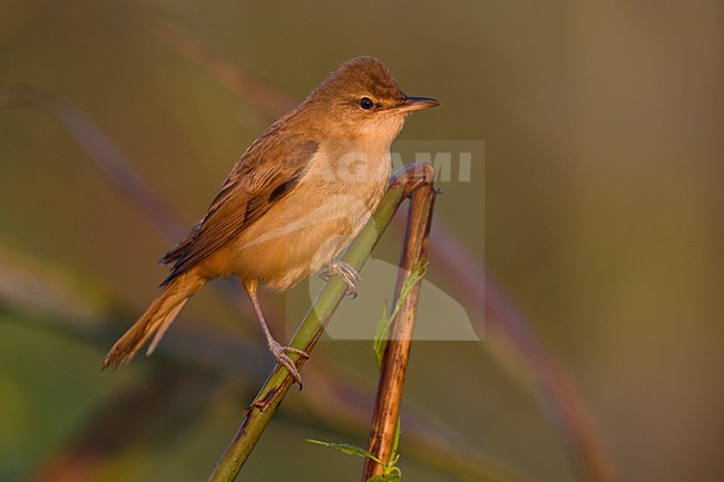 Grote Karekiet zittend in riet; Great Reed Warbler perched in reed stock-image by Agami/Daniele Occhiato,