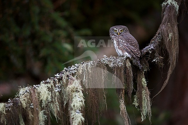Eurasian Pygmy-Owl (Glaucidium passerinum ssp. passerinum), France, adult perched in a tree with dark background stock-image by Agami/Ralph Martin,