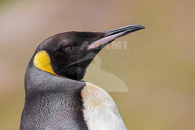 King Penguin (Aptenodytes patagonicus), close-up of an adult, Western Cape, South Africa stock-image by Agami/Saverio Gatto,