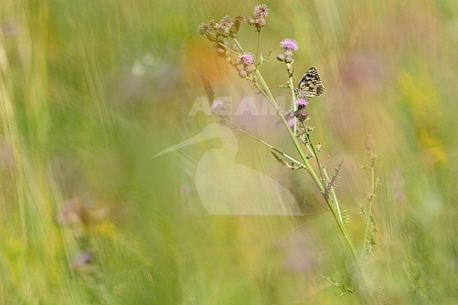 Dambordje / Marbled White (Melanargia galathea) stock-image by Agami/Rob de Jong,