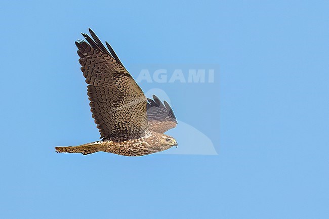 Juvenile (intermediate morph)
San Diego Co., CA
April 2023 stock-image by Agami/Brian E Small,