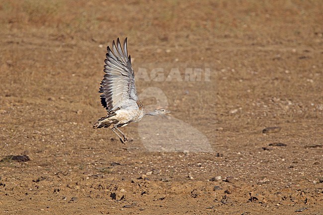Female Great Bustard (Otis tarda) in flight, showing underwing. stock-image by Agami/Harvey van Diek,