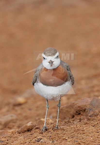 Kaspische Plevier volwassen staand; Caspian Plover adult perched stock-image by Agami/Markus Varesvuo,