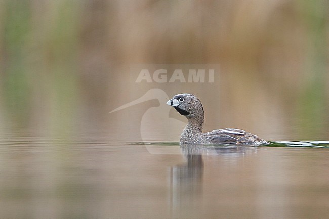 Pied-billed Grebe (Podiceps grisegena) in a pond in British Columbia, Canada. stock-image by Agami/Glenn Bartley,