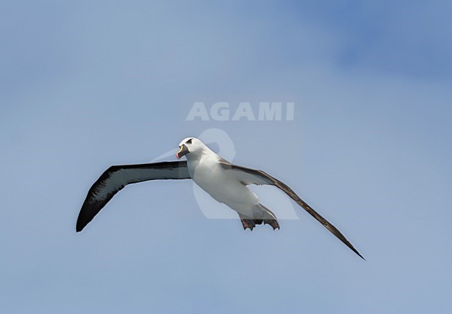 Atlantische Geelsnavelalbatros, Atlantic Yellow-nosed Albatross, Thalassarche chlororhynchos stock-image by Agami/Marc Guyt,