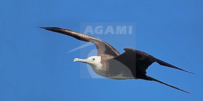 Immature Magnificent Frigatebird (Fregata magnificens) in flight stock-image by Agami/Ian Davies,