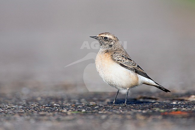 Bonte Tapuit zit op de grond; Pied Wheatear perched on ground stock-image by Agami/Menno van Duijn,