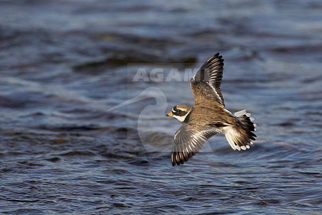 Volwassen Bontbekplevier in de vlucht; Adult Common Ringed Plover in flight stock-image by Agami/Markus Varesvuo,