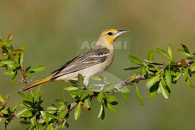 Adult female
Kern Co., CA
May 2007 stock-image by Agami/Brian E Small,