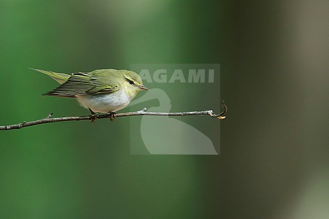 Wood warbler during spring in a Dutch forest. stock-image by Agami/Chris van Rijswijk,