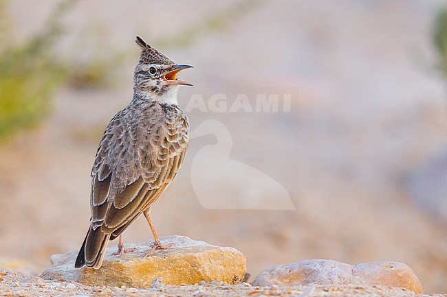 Crested Lark, Adult singing, Salalah, Dhofar, Oman stock-image by Agami/Saverio Gatto,