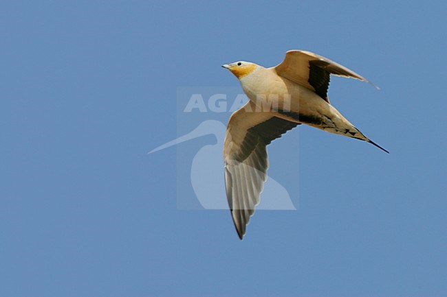 Sahelzandhoen in vlucht; Spotted Sandgrouse in flight stock-image by Agami/Daniele Occhiato,