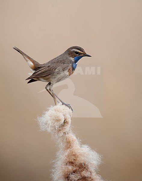 Blauwborst op uitgebloeide lisdodde;  Bluethroat  in the reed stock-image by Agami/Han Bouwmeester,