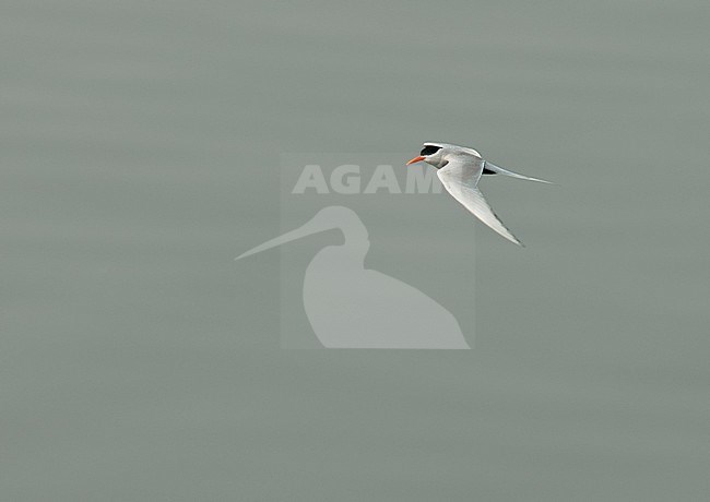 Vliegende Zwartbuikstern; Flying Black-bellied Tern (Sterna acuticauda) stock-image by Agami/Marc Guyt,