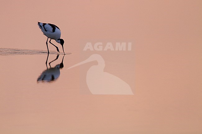 Kluut volwassen foeragerend bij zonsondergang; Pied Avocet adult foraging in sunset stock-image by Agami/Menno van Duijn,