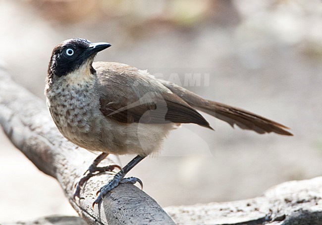 Zwartkapbabbelaar, Blackcap Babbler, Turdoides reinwardtii stock-image by Agami/Marc Guyt,