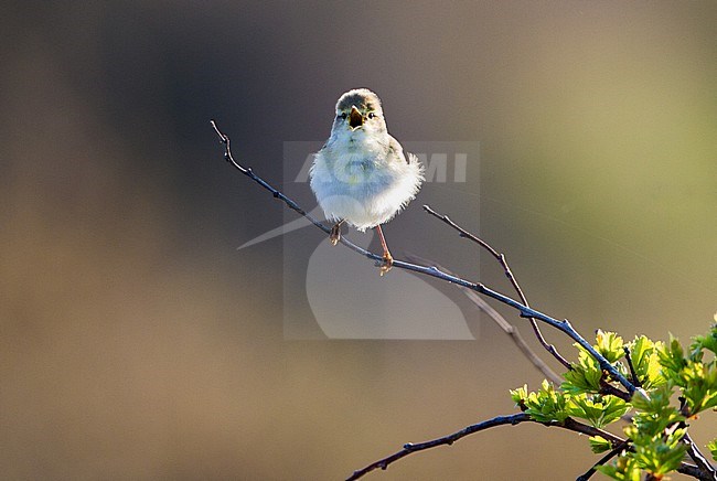 Spring Willow Warbler (Phylloscopus trochilus) in Berkheide, Katwijk, Netherlands. stock-image by Agami/Menno van Duijn,