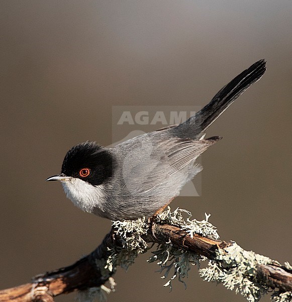 Male Sardinian Warbler (Sylvia melanocephala) in Extremadura, Spain. Perched on a moss covered branch. stock-image by Agami/Marc Guyt,