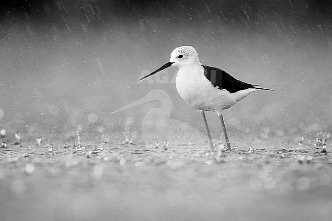 Black-winged Stilt (Himantopus himantopus), adult female under a heavy rain, Campania, Italy stock-image by Agami/Saverio Gatto,