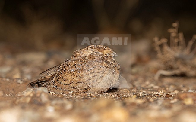 Juvenile Golden Nightjar (Caprimulgus eximius) sitting at night in the desert, Oued Chiaf, Western Sahara. stock-image by Agami/Vincent Legrand,