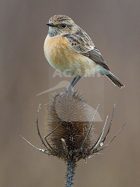 Wintering European Stonechat (Saxicola rubicola) in Italy. stock-image by Agami/Daniele Occhiato,