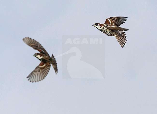 Spanish Sparrows (Passer hispaniolensis) during spring migration in southern negev, Israel. stock-image by Agami/Marc Guyt,