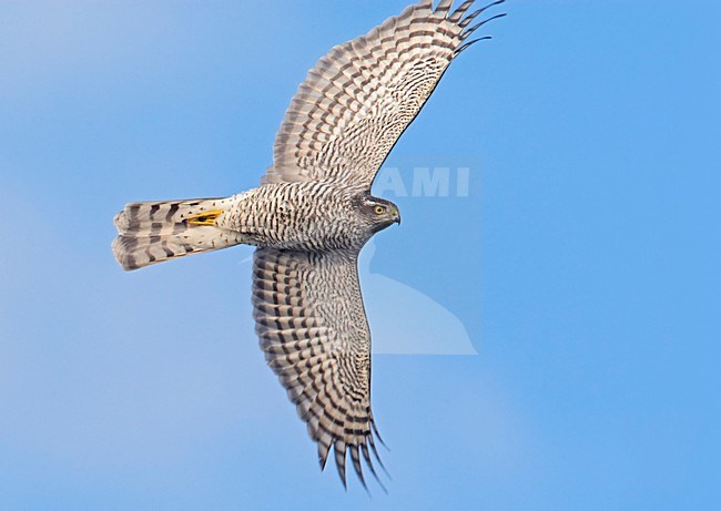 Sperwer in vlucht; Sparrowhawk in flight stock-image by Agami/Markus Varesvuo,