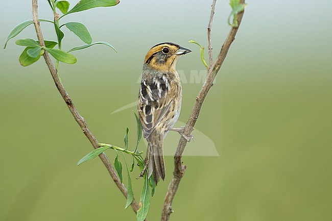 Nelson's Sparrow (Ammodramus nelsoni) perched in its breeding habitat, undisturbed marshes. stock-image by Agami/Brian E Small,