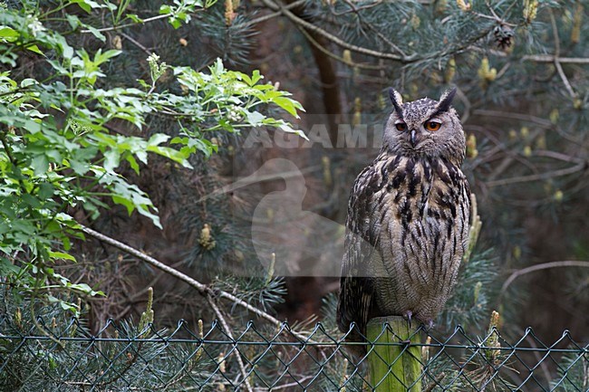 Oehoe zittend op een paal; Eurasian Eagle-Owl perched on a pole stock-image by Agami/Chris van Rijswijk,