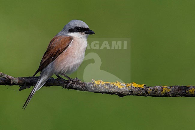 Grauwe Klauwier volwassen man zittend in struik; Red-backed Shrike adult male perched in bush stock-image by Agami/Daniele Occhiato,