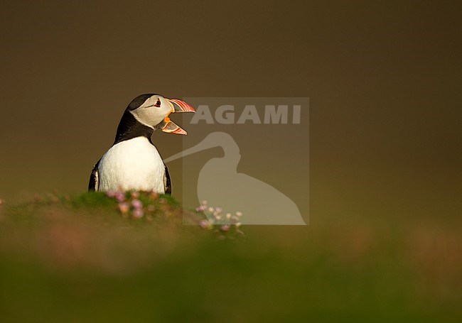 Papegaaiduiker bij nest hol, Atlantic Puffin at nest burrow stock-image by Agami/Danny Green,