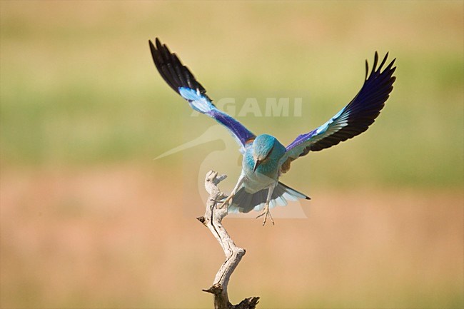 Scharrelaar landend op tak; European Roller landing on perch stock-image by Agami/Marc Guyt,