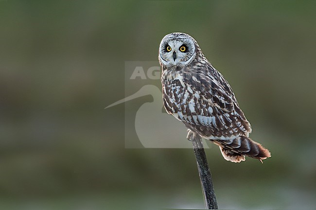 Short-eared Owl (Asio flammeus flammeus) in Spain (Andalucia). stock-image by Agami/Ralph Martin,