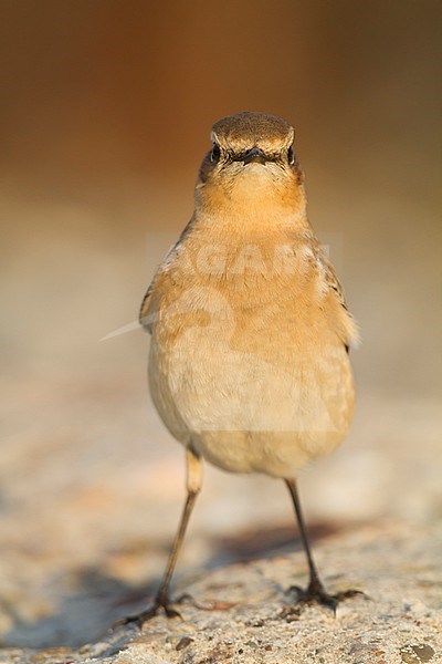 Northern Wheatear - Steinschmätzer - Oenanthe oenanthe, Germany stock-image by Agami/Ralph Martin,