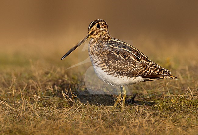 Common Snipe (Gallinago gallinago) in Italy. stock-image by Agami/Daniele Occhiato,