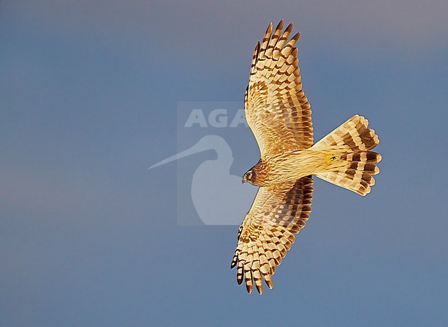 Immature Hen Harrier (Circus cyaneus) during autumn migration at Parainen Utö in Finland. stock-image by Agami/Markus Varesvuo,