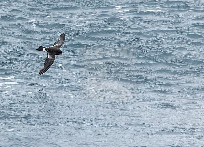 Fuegian Storm Petrel (Oceanites (oceanicus) chilensis) in southern Argentina. stock-image by Agami/Martijn Verdoes,