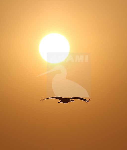 Jufferkraanvogel in vlucht met op de achtergrond de ondergaande zon; Demoiselle Crane (Anthropoides virgo) in flight against sunset stock-image by Agami/James Eaton,