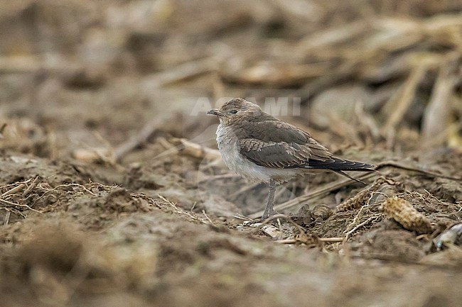 This is the 3rd Black-winged Pratincole for Belgium. stock-image by Agami/Vincent Legrand,