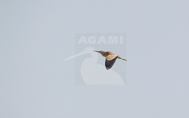 Yellow Bittern (Ixobrychus sinensis) in flight agianst a blue sky at Petchaburi, Thailand stock-image by Agami/Helge Sorensen,