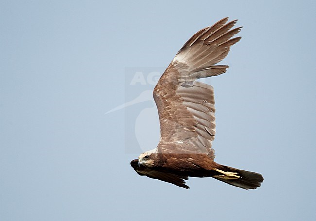 Vrouwtje Bruine kiekendief in de vlucht; Female Western Marsh Harrier in flight stock-image by Agami/Markus Varesvuo,