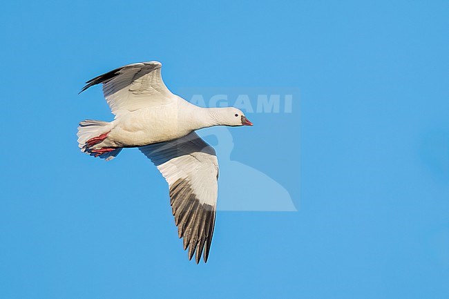 Adult
Colusa Co., CA
January 2023 stock-image by Agami/Brian E Small,