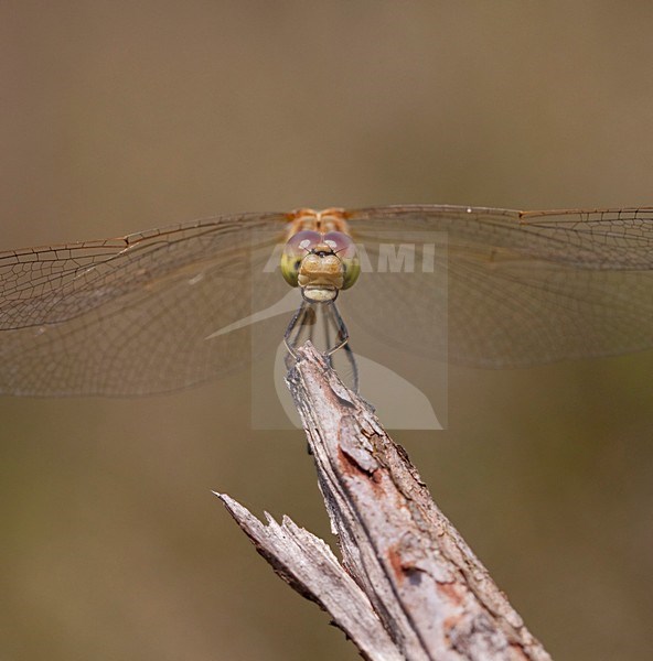 Imago Zuidelijke heidelibel; Adult Southern Darter stock-image by Agami/Fazal Sardar,